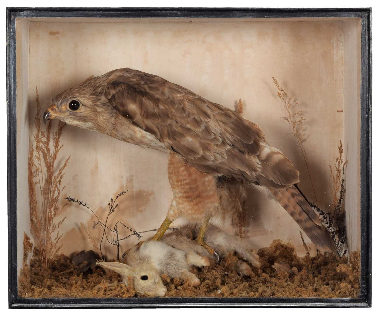 Lot 39 - Taxidermy: A Late Victorian Cased Common...