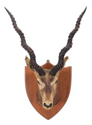 Lot 19 - Taxidermy: Indian Blackbuck (Antilope...