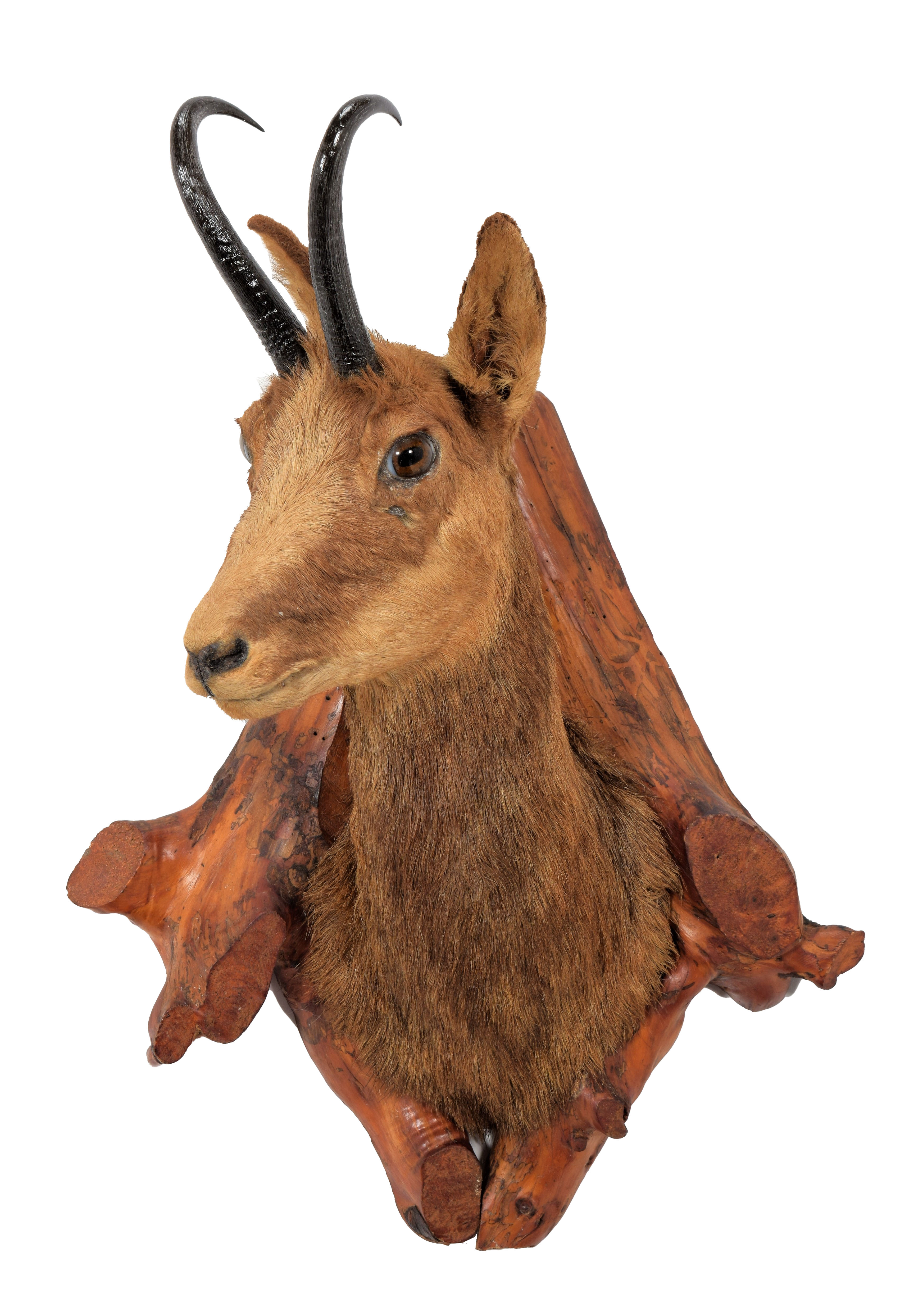 Alpine Chamois Taxidermy Shoulder Mount For Sale