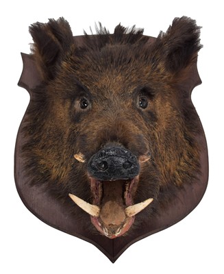 Lot 4 - Taxidermy: European Wild Boar (Sus scrofa),...