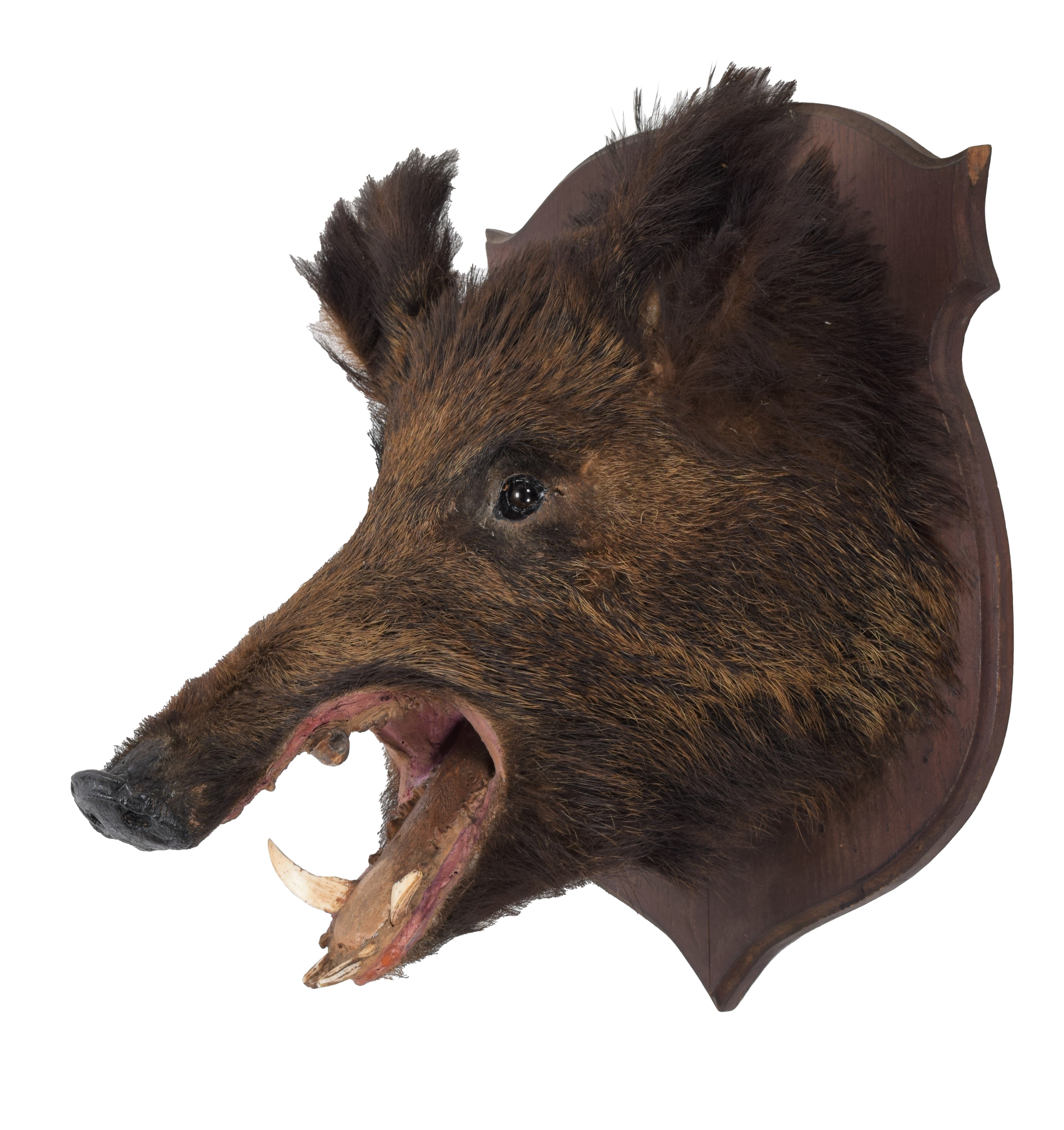 Lot 4 Taxidermy European Wild Boar Sus Scrofa