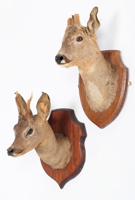 Lot 1266 - Taxidermy: A Pair of European Roe Deer Mounts...