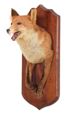 Lot 21 - Taxidermy: A Red Fox Forepart (Vulpes vulpes)...