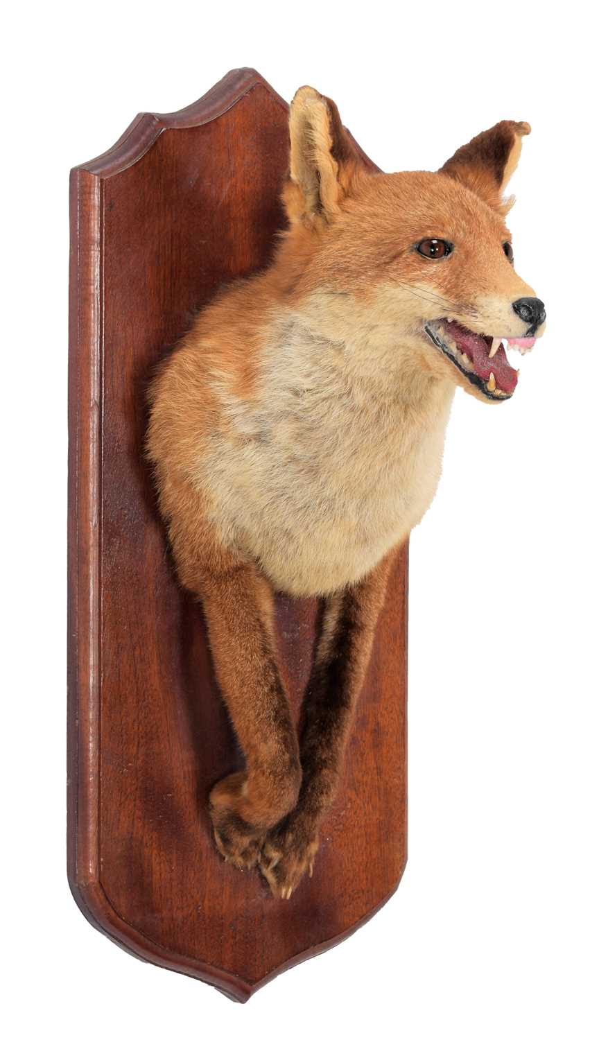 Lot 21 - Taxidermy: A Red Fox Forepart (Vulpes vulpes)...