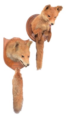 Lot 36 - Taxidermy: A Red Fox Forepart & Fox Mask...