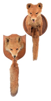 Lot 36 - Taxidermy: A Red Fox Forepart & Fox Mask...