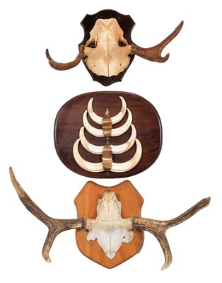 Lot 38 - Antlers/Tusks: European Moose Antlers & South...