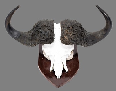 Lot 343 - Horns/Skulls: South African Cape Buffalo...