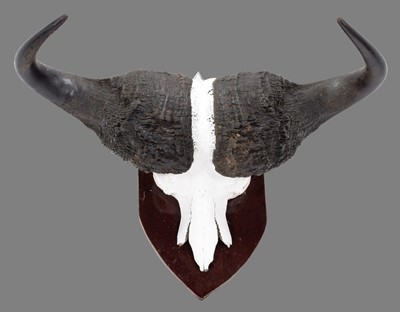 Lot 343 - Horns/Skulls: South African Cape Buffalo...