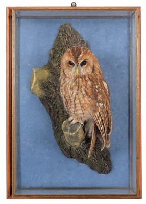 Lot 241 - Taxidermy: A Wall Cased Tawny Owl (Strix...