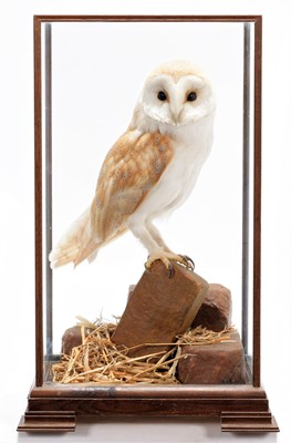 Lot 245 - Taxidermy: A Cased Barn Owl (Tito alba), dated...