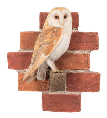 Lot 251 - Taxidermy: A Wall Mounted Barn Owl (Tito alba),...