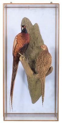 Lot 287 - Taxidermy: A Wall Cased Pair of Ring-necked...