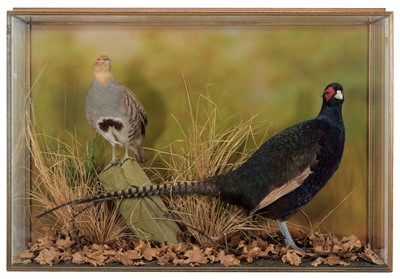 Lot 253 - Taxidermy: A Wall Cased Melanistic Ring-necked...