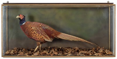 Lot 126 - Taxidermy: A Wall Cased Ring-necked Pheasant...