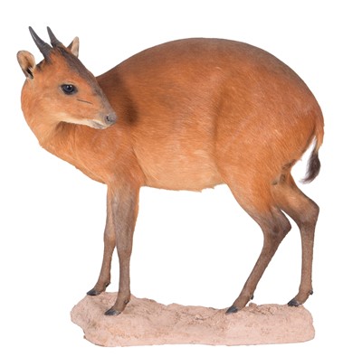 Lot 295 - Taxidermy: Natal Red Duiker (Cephalophus...