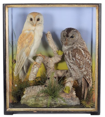 Lot 285 - Taxidermy: A Cased Barn Owl & Tawny Owl,...
