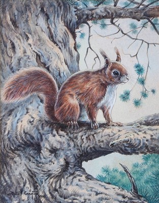 Lot 1037 - David Cemmick (b. 1955) 
"Red squirrel evening...