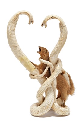 Lot 17 - Taxidermy: A Pair of Indian Cobras & Mongoose,...