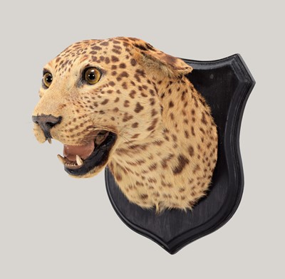 Lot 366 - Taxidermy: Indian Leopard (Panthera pardus...