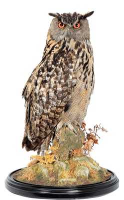 Lot 360 - Taxidermy: A European Eagle Owl (Bubo bubo),...