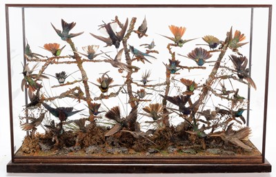 Lot 365 - Taxidermy: A Late Victorian Hummingbird...