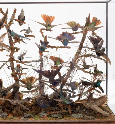 Lot 365 - Taxidermy: A Late Victorian Hummingbird...