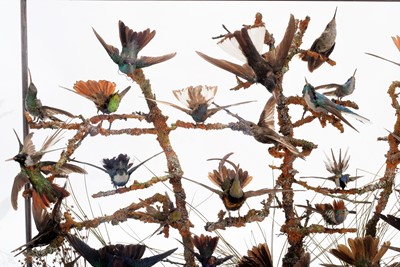 Lot 365 - Taxidermy: A Late Victorian Hummingbird...