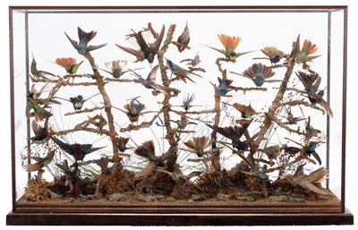 Lot 365 - Taxidermy: A Late Victorian Hummingbird...