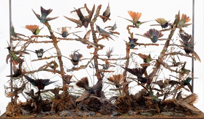 Lot 365 - Taxidermy: A Late Victorian Hummingbird...