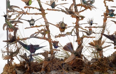 Lot 365 - Taxidermy: A Late Victorian Hummingbird...