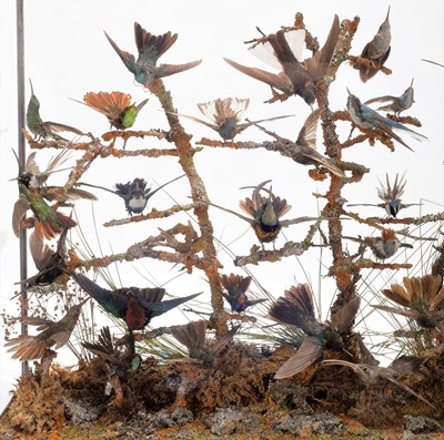 Lot 365 - Taxidermy: A Late Victorian Hummingbird...