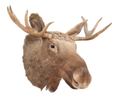 Lot 336 - Taxidermy: European Moose (Alces alces), circa...