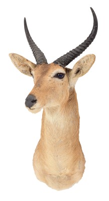 Lot 113 - Taxidermy: Southern Common Reedbuck (Redunca...