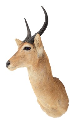 Lot 113 - Taxidermy: Southern Common Reedbuck (Redunca...