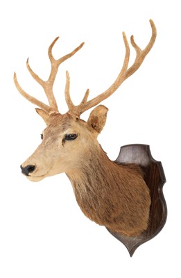 Lot 123 - Taxidermy: Scottish Red Deer (Cervus elaphus...