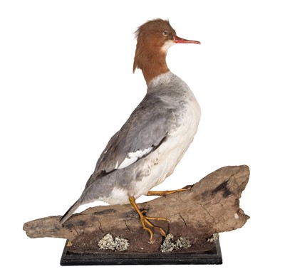 Lot 1109 - Taxidermy: Red-Breasted Merganser (Mergus...