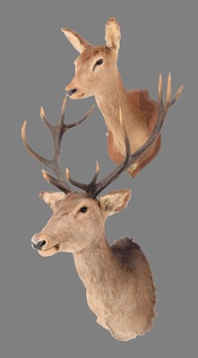 Lot 1212 - Taxidermy: A Pair of European Red Deers...