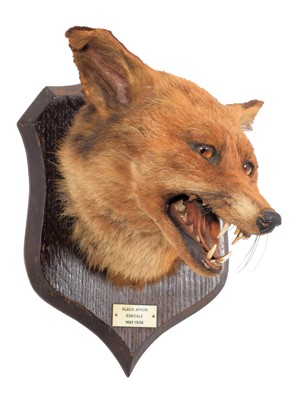 Lot 199 - Taxidermy: Red Fox Mask (Vulpes vulpes), dated...