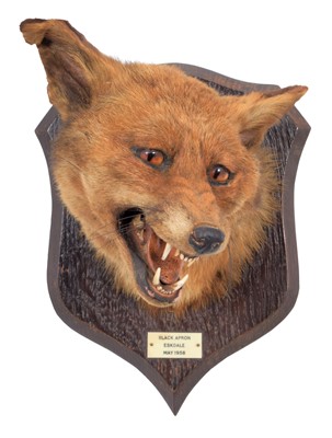 Lot 199 - Taxidermy: Red Fox Mask (Vulpes vulpes), dated...