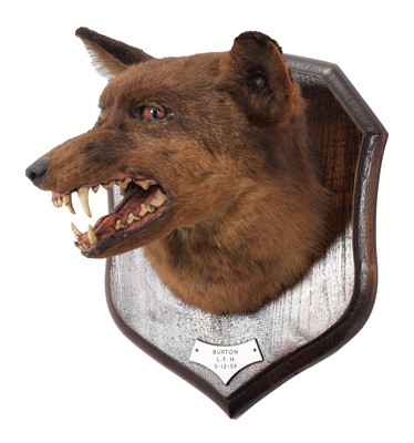 Lot 125 - Taxidermy: Red Fox Mask (Vulpes vulpes), dated...