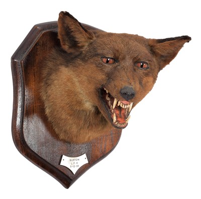 Lot 125 - Taxidermy: Red Fox Mask (Vulpes vulpes), dated...