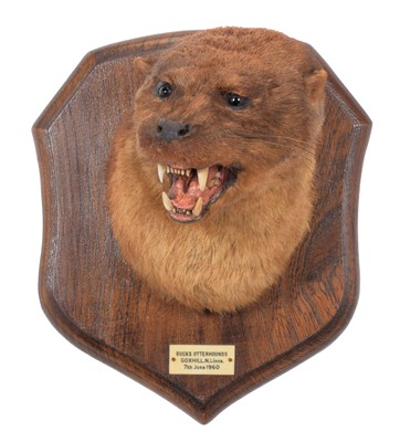 Lot 250 - Taxidermy: European Otter (Lutra lutra), dated...