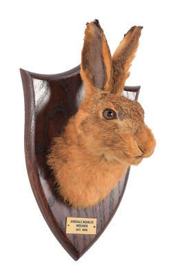Lot 127 - Taxidermy: A European Hare Head Mount (Lepus...