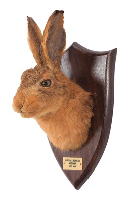 Lot 127 - Taxidermy: A European Hare Head Mount (Lepus...