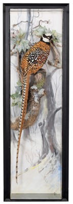 Lot 323 - Taxidermy: A Wall Cased Reeves Pheasant...