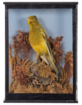 Lot 16 - Taxidermy: A Late Victorian Cased Canary...