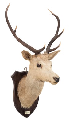 Lot 208 - Taxidermy: Scottish Red Deer (Cervus elaphus...