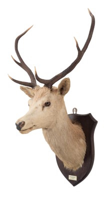 Lot 208 - Taxidermy: Scottish Red Deer (Cervus elaphus...