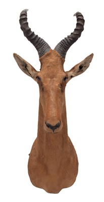 Lot 101 - Taxidermy: Cape Red Hartebeest (Alcelaphus...